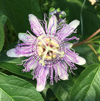 Passiflora incarnata (Maypop) Seeds for Planting – Heirloom & Non-GMO Passion Flower Seeds
