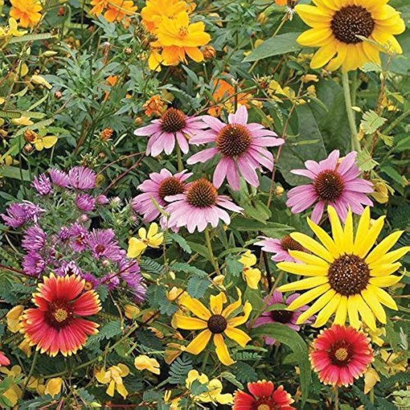 Mixed Butterflies Wildflower Seeds for Pollinator Gardens
