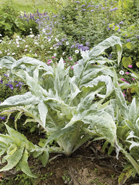 White Cardoon growing in a home garden with attractive silver-green foliage.
