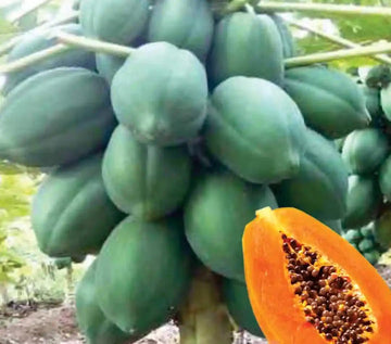 Dwarf Cylindrical Papaya Fruit Seeds for Home Gardens, Containers & Tropical Growing