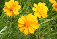 Yellow Coreopsis Lance Flower seeds for Planting Fragrant Blossoms Heirloom & GMO Free Seeds for Home Garden
 
 Sale