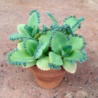 Kalanchoe Flower seeds for Planting Perfect for Borders Heirloom & GMO Free Seeds for Home Garden 
 
 Sale for planting in home garden