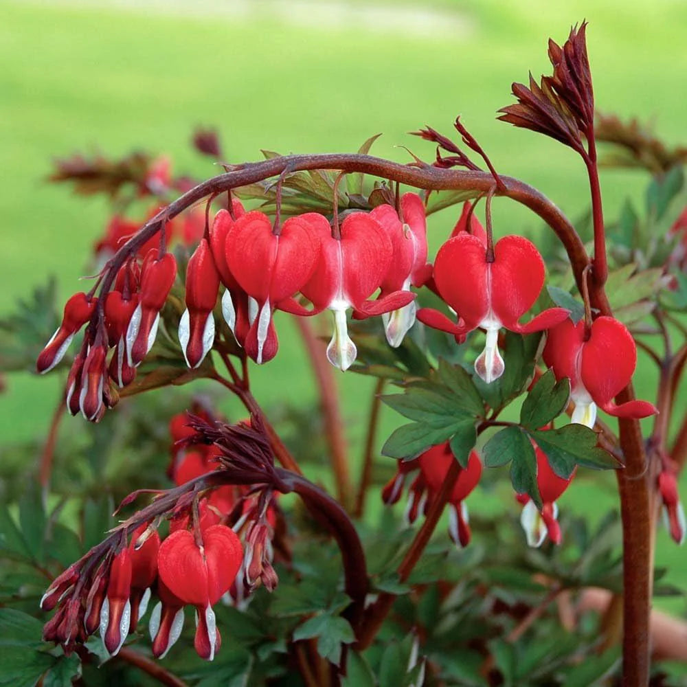 Heirloom Bleeding Hearts Flower seeds for Planting Drought Tolerant Heirloom & GMO Free Seeds for Home Garden