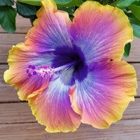 Purple Orange Hibiscus Flower seeds for Planting - Pollinator Friendly, Heirloom & GMO Free Seeds for Home Garden