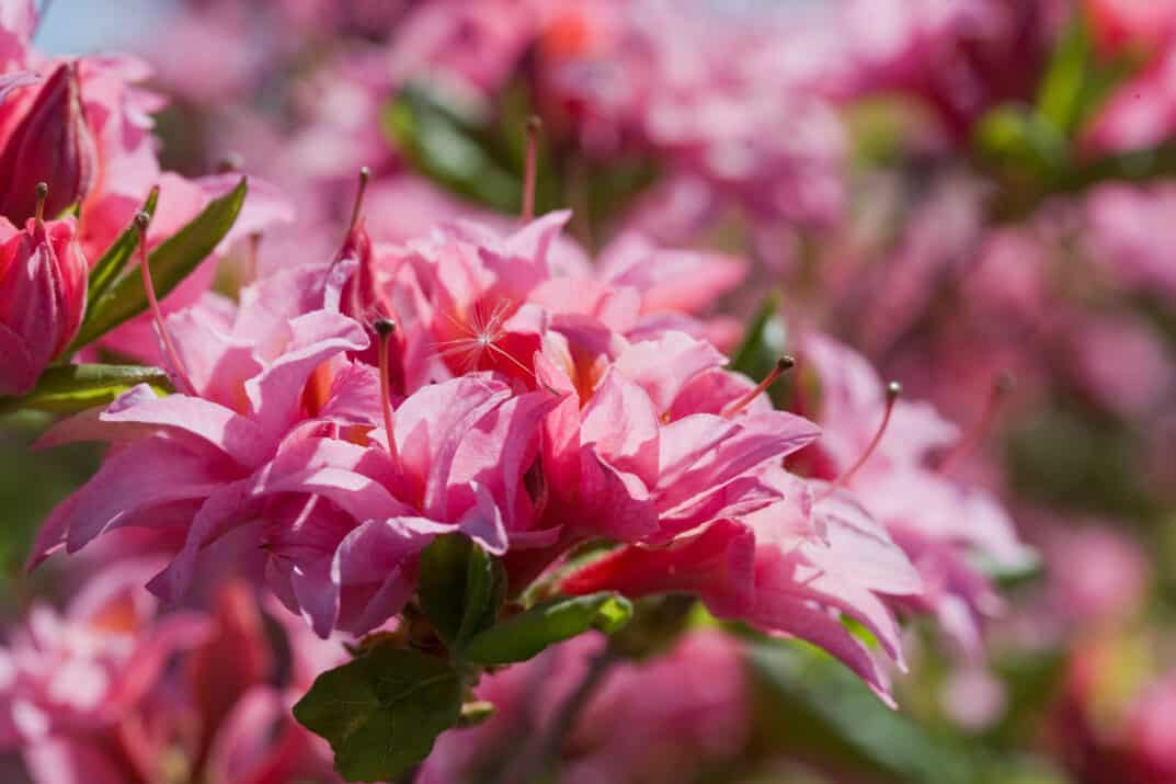 Pink Trifoliate Forsythia Flower seeds for Planting - Colorful Display, Heirloom & GMO Free Seeds for Home Garden