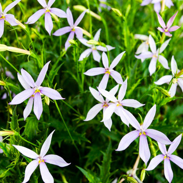 Laurentia Flower seeds for Planting - Fragrant Blossoms, Heirloom & GMO Free Seeds for Home Garden
 
 Sale seeds for home garden