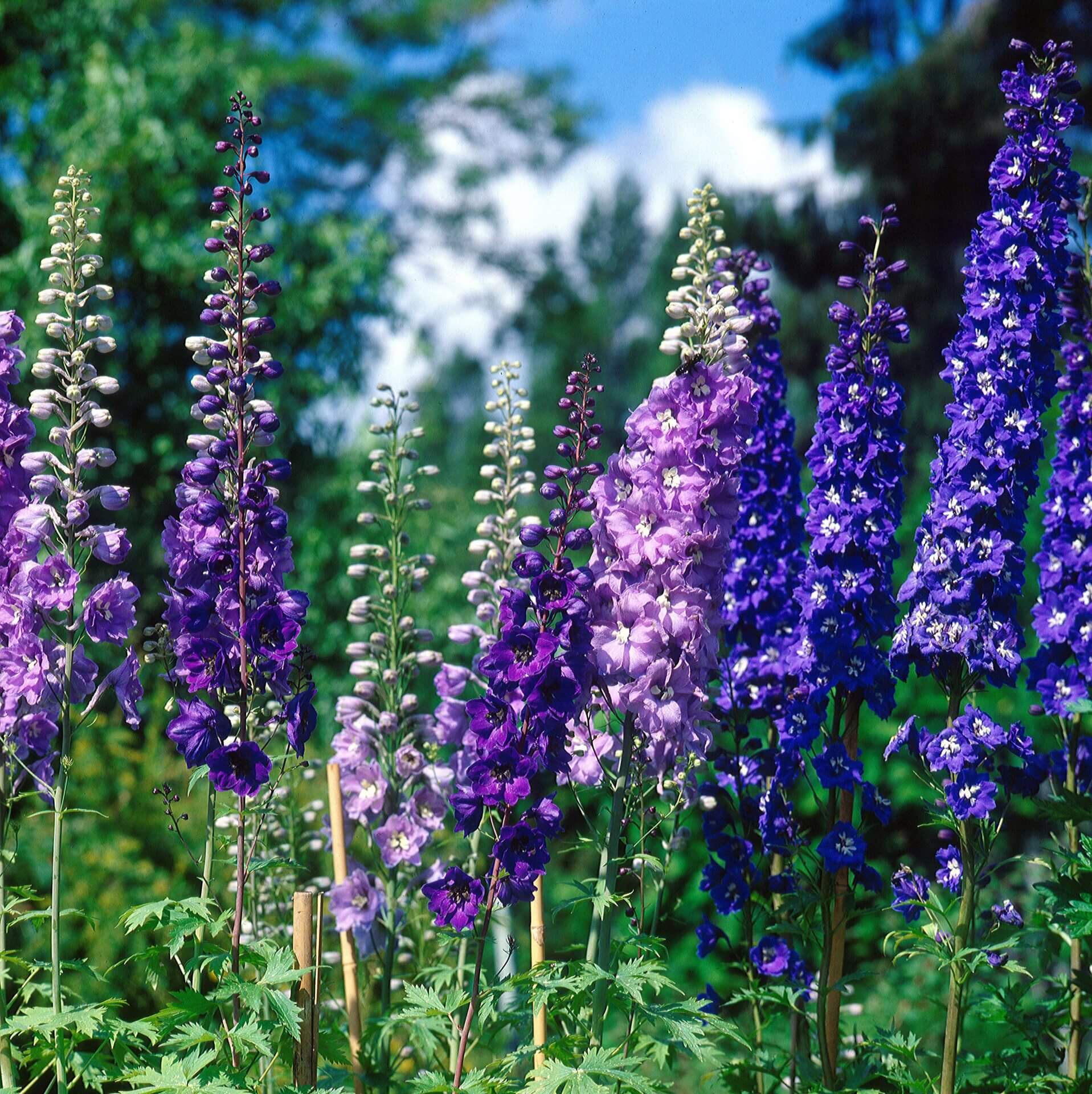 Delphinium Seeds Beautiful Flower Plant for Planting Home Garden Border