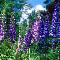 Delphinium Seeds Beautiful Flower Plant for Planting Home Garden Border