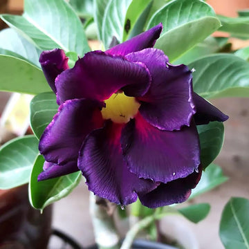 Purple Adenium Flower seeds for Planting - Vibrant Colors, Heirloom & GMO Free Seeds for Home Garden
 
 Sale for planting in home garden