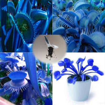 100 Pcs