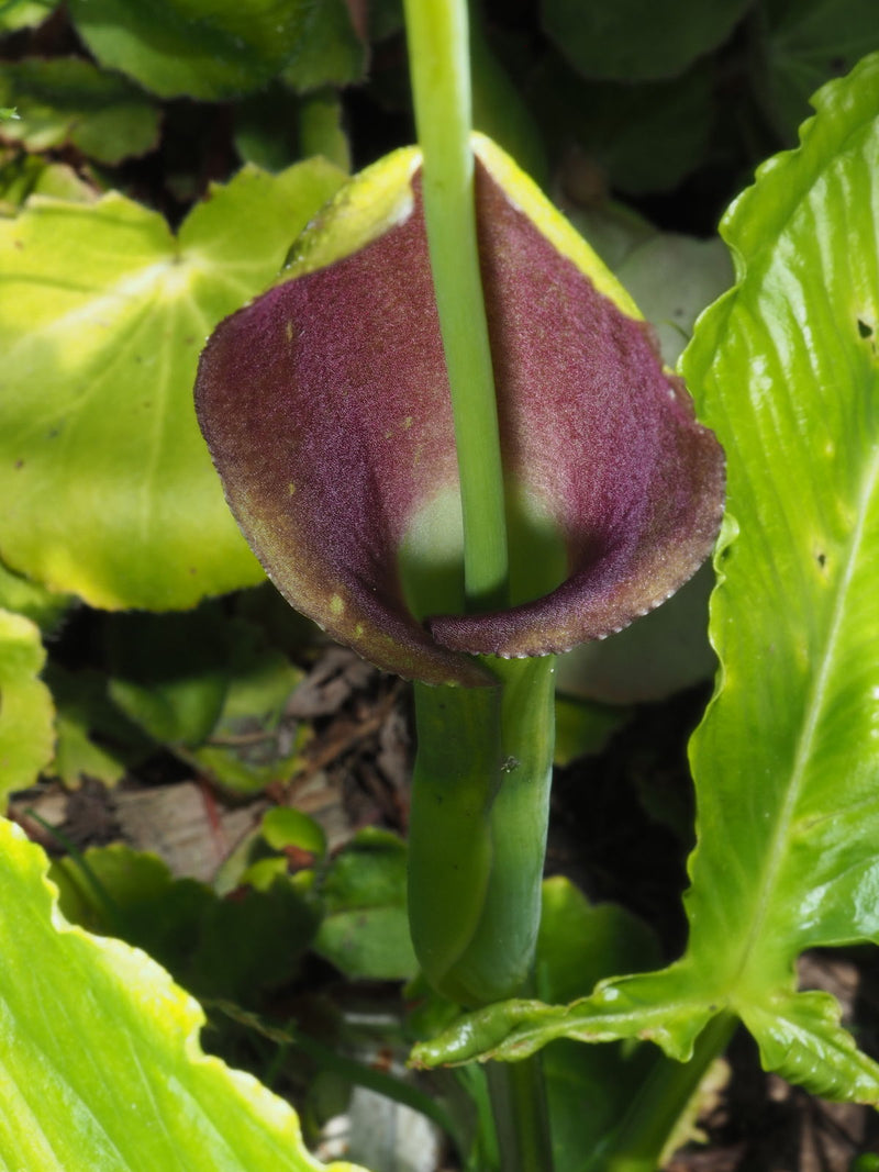 Pinellia Flower seeds for Planting Pollinator Friendly Heirloom & GMO Free Seeds for Home Garden
