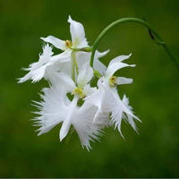 White Egret Flower seeds for Planting Vibrant Colors Heirloom & GMO Free Seeds for Home Garden
 
 Sale