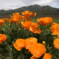 Orange California Poppy flower seeds suitable for home gardens, borders, and containers.