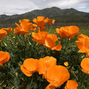 Orange California Poppy flower seeds suitable for home gardens, borders, and containers.