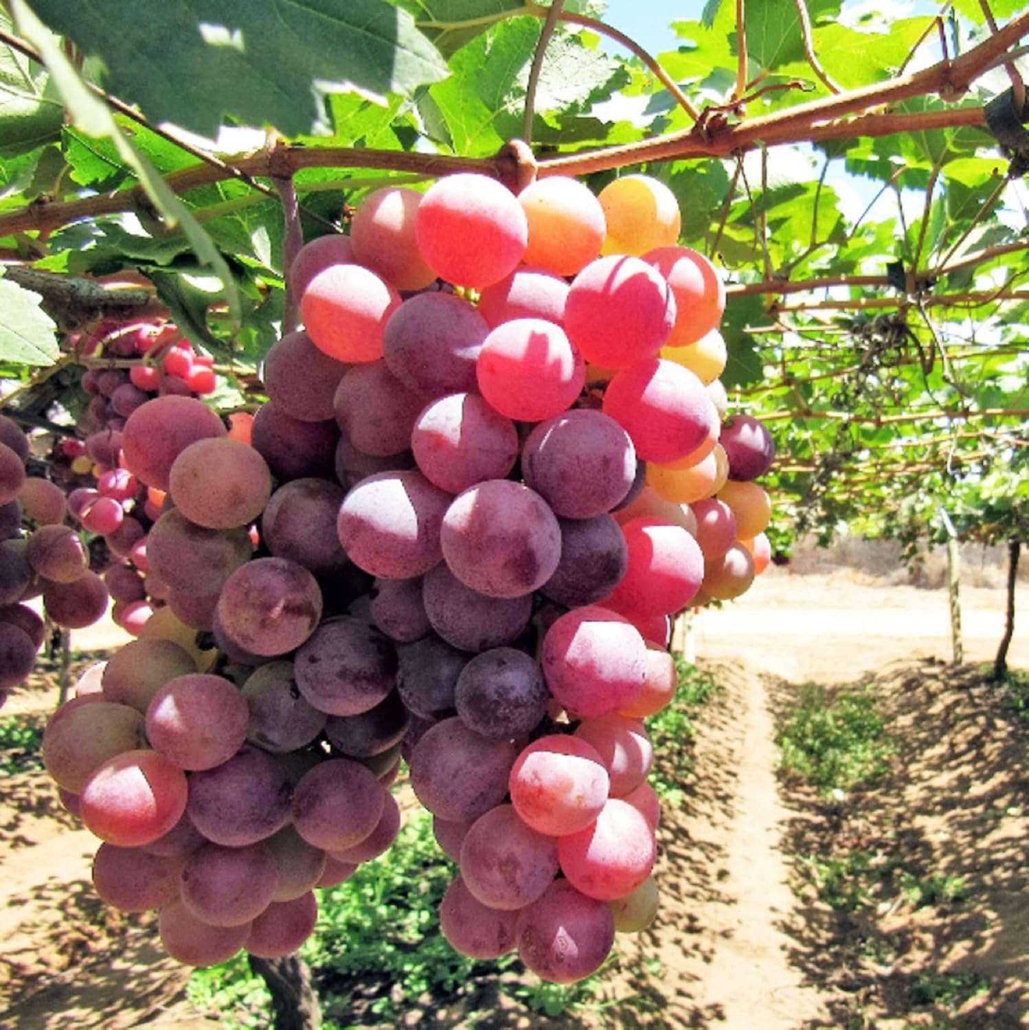 Giant Red Globe Grape Seeds for Planting – Heirloom Non-GMO Grape Vine Seeds for Home Gardens, Trellises & Vineyard Growing
