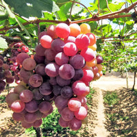 Giant Red Globe Grape Seeds for Planting – Heirloom Non-GMO Grape Vine Seeds for Home Gardens, Trellises & Vineyard Growing