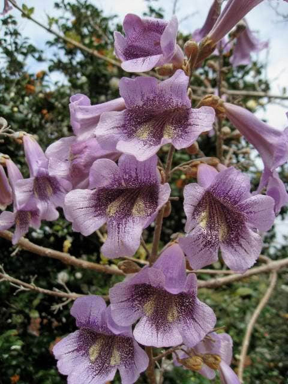 Royal Empress Paulownia tomentosa Flower Seeds for Planting in Landscape