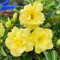 Light Yellow Succulent Flower Seeds for Planting Perfect for Borders Heirloom & GMO Free Seeds for Home Garden
 
 Sale