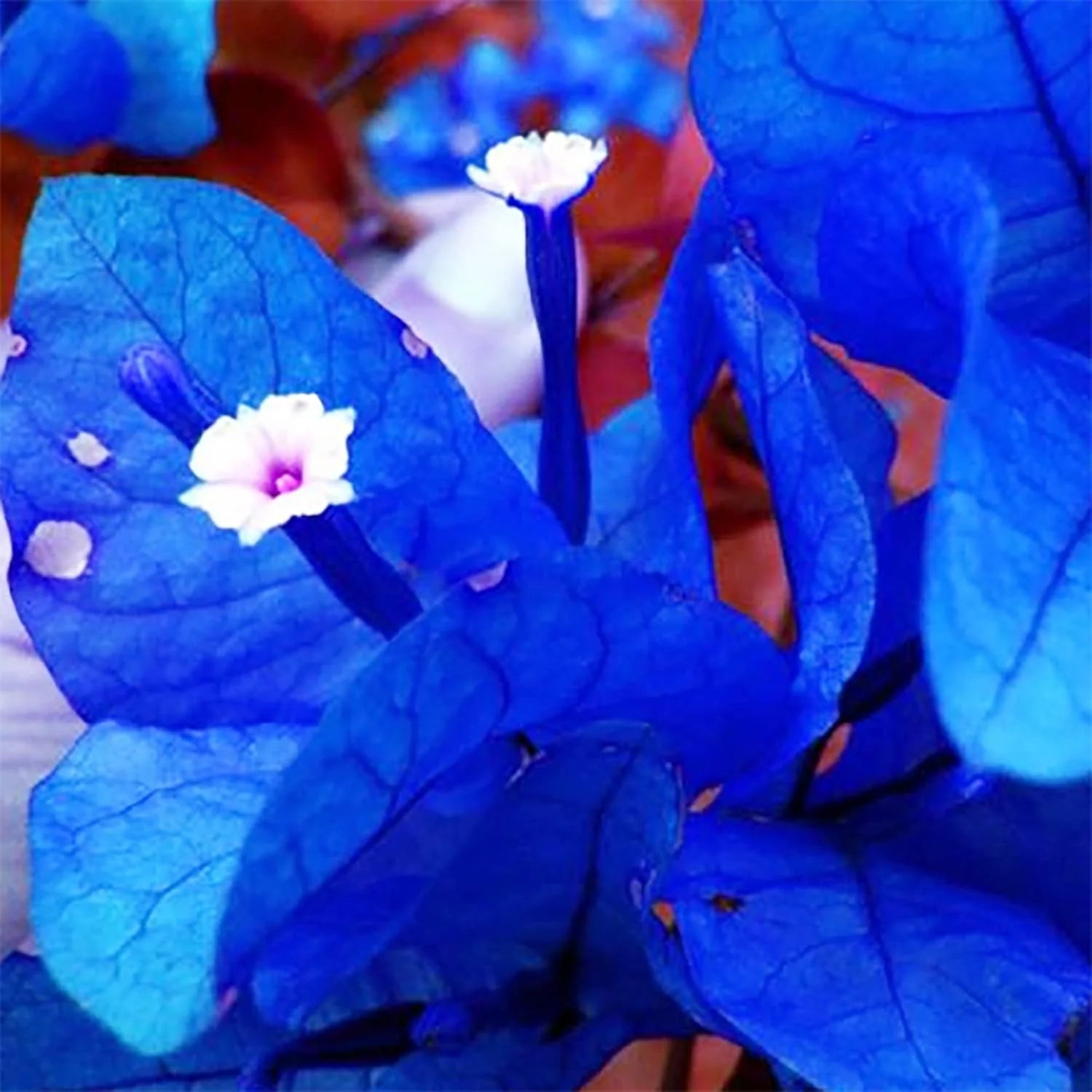 Blue Bougainvillea Flower seeds for Planting - Sun Loving, Heirloom & GMO Free Seeds for Home Garden