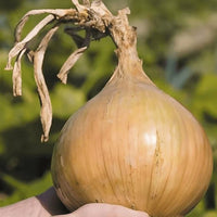 Onion Ailsa Craig plants growing healthy large bulbs in a vegetable garden.