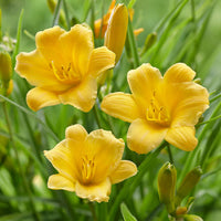 Stella D'Oro Daylily Roots for Garden Beds, Borders, Containers & Outdoor Landscapes