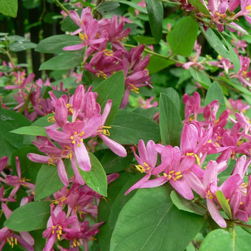 Heirloom Lonicera Tatarica Flower seeds for Planting Fragrant Blossoms Heirloom & GMO Free Seeds for Home Garden