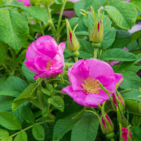Pink Rugosa Flower seeds for Planting Garden Favorite Heirloom & GMO Free Seeds for Home Garden
 
 Sale