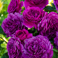 Purple Climbing Rose Seeds Flower seeds for Planting Low Maintenance Heirloom & GMO Free Seeds for Home Garden
