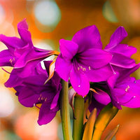 Amaryllis Purple Flower seeds for Planting Drought Tolerant Heirloom & GMO Free Seeds for Home Garden