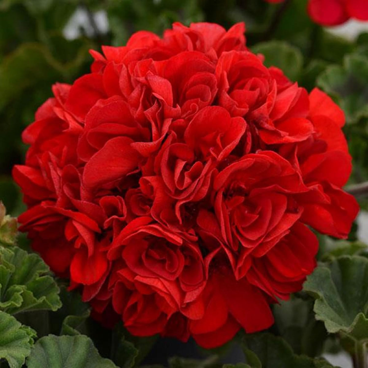 Red Geranium Breakaway Flower seeds for Planting - Drought Tolerant, Heirloom & GMO Free Seeds for Home Garden
 
 Sale seeds for home garden