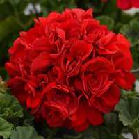 Geranium Flower seeds for Planting - Cottage Garden Essential, Heirloom & GMO Free Seeds for Home Garden