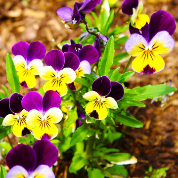 Johnny Jumpup Viola Flower seeds for Planting Colorful Display Heirloom & GMO Free Seeds for Home Garden 
 
 Sale