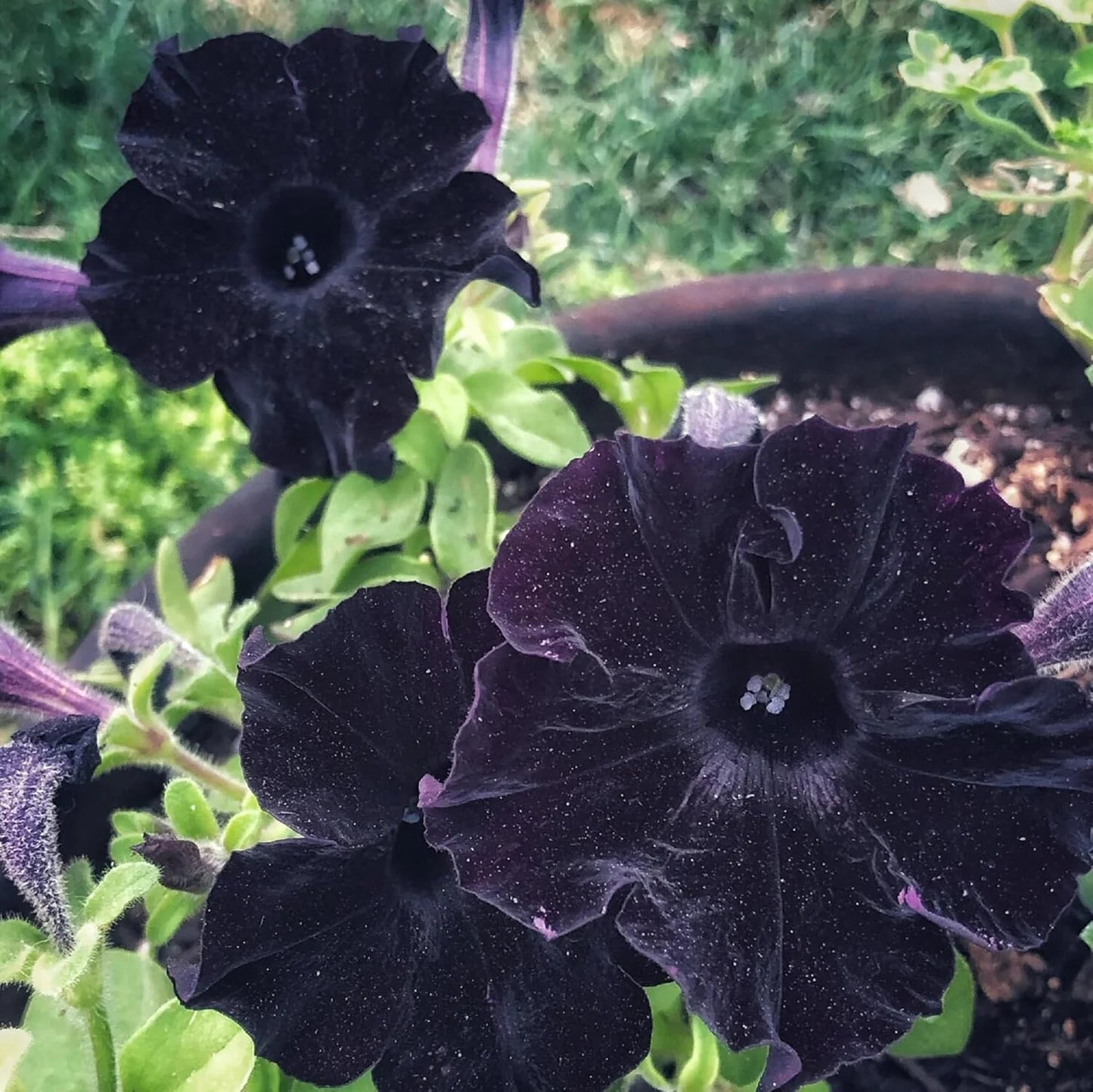 Black Velvet Flower Seeds for Easy Planting - Collection