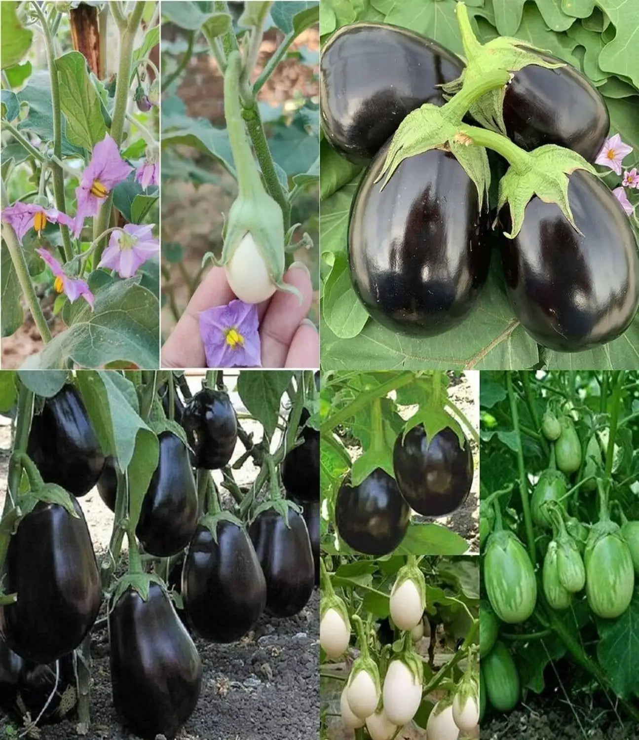 Colorful heirloom aubergine vegetables harvested from mixed eggplant plants.