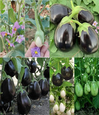 Colorful heirloom aubergine vegetables harvested from mixed eggplant plants.