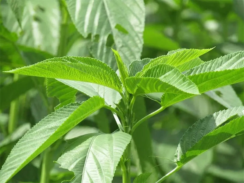 Egyptian Spinach Seeds for Home Garden, Raised Beds, Containers & Outdoor Vegetable Growing