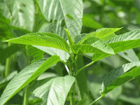 Egyptian Spinach Seeds for Home Garden, Raised Beds, Containers & Outdoor Vegetable Growing