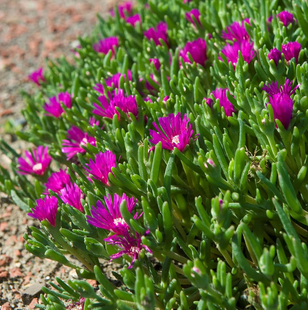 Purple Delosperma Cooperi Flower seeds for Planting Shade Tolerant Heirloom & GMO Free Seeds for Home Garden 
 
 Sale