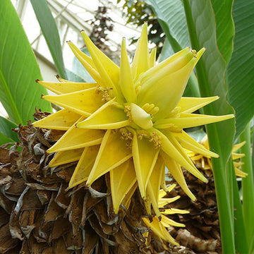 Yellow Lasiocarpa Fruit Seeds for Planting and Edable Growing Plant