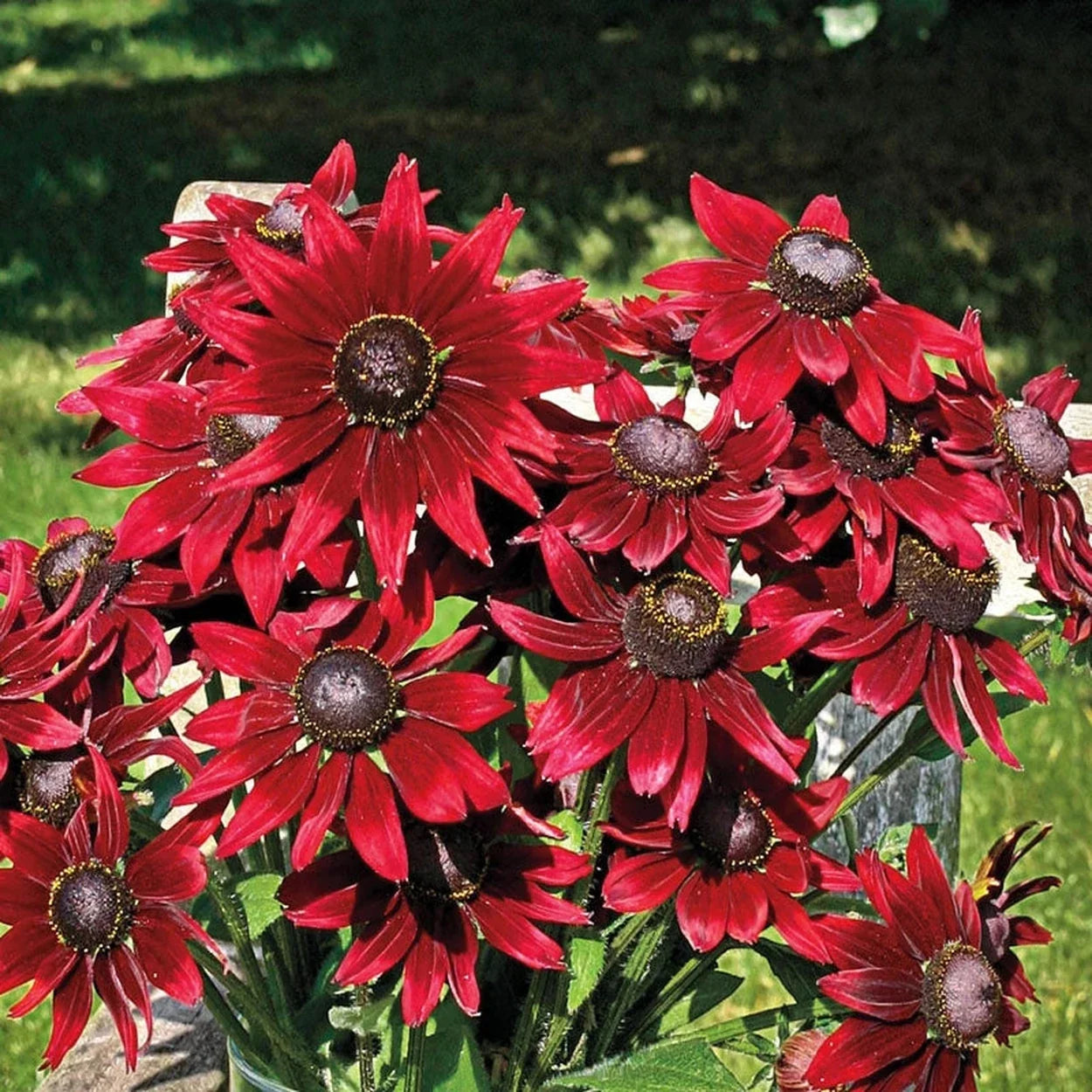 Heirloom Cherry Brandy Rudbeckia perennial flowers adding vibrant color to landscape gardens.