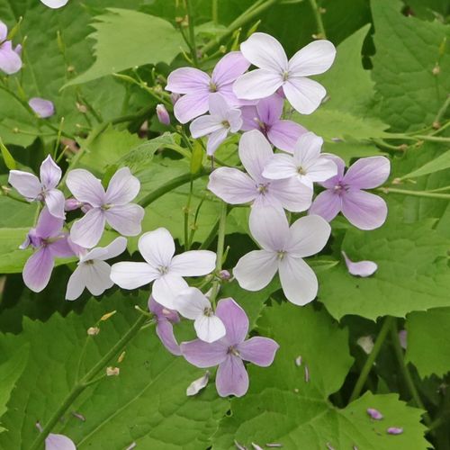 Lunaria Flower seeds for Planting - Sun Loving, Heirloom & GMO Free Seeds for Home Garden