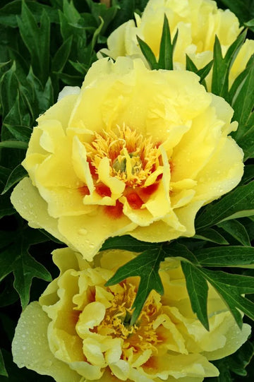 Bartzella Flower seeds for Planting - Hardy Variety, Heirloom & GMO Free Seeds for Home Garden