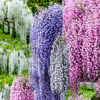 MultiColored Wisteria Flower seeds for Planting Cottage Garden Essential Heirloom & GMO Free Seeds for Home Garden