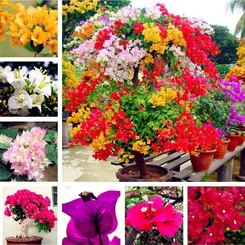 Assorted Bougainvillea flowers adding bright color to an outdoor landscape.

