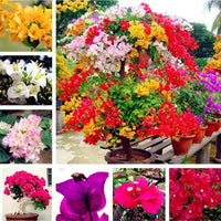 Assorted Bougainvillea flowers adding bright color to an outdoor landscape.

