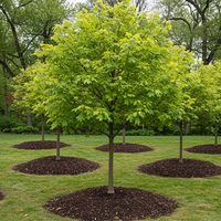 White Oak Acorn Seeds for Growing – Non-GMO, Heirloom Tree Seeds