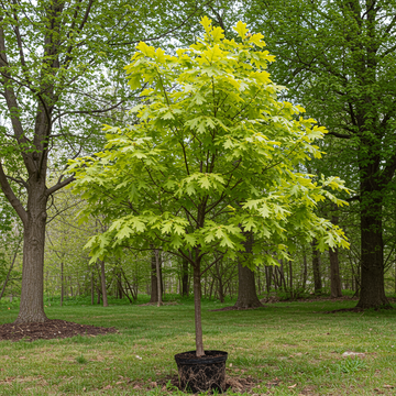 White Oak Tree Seeds for Planting – Heirloom, Non-GMO Seeds for Shade Trees