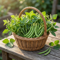 Green Tepary Bean Seeds – Drought-Tolerant Heirloom Non-GMO Seeds for Planting