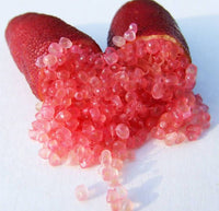 Pink Finger Lime Fruit Seeds for Planting – Heirloom Non-GMO Citrus Tree Seeds for Home Gardens, Containers & Outdoor Growing