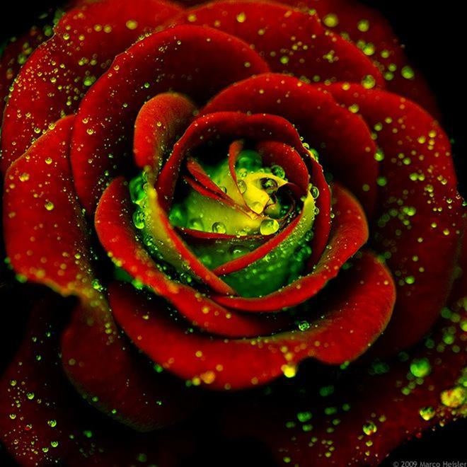 Red Green Rose Flower seeds for Planting - Shade Tolerant, Heirloom & GMO Free Seeds for Home Garden